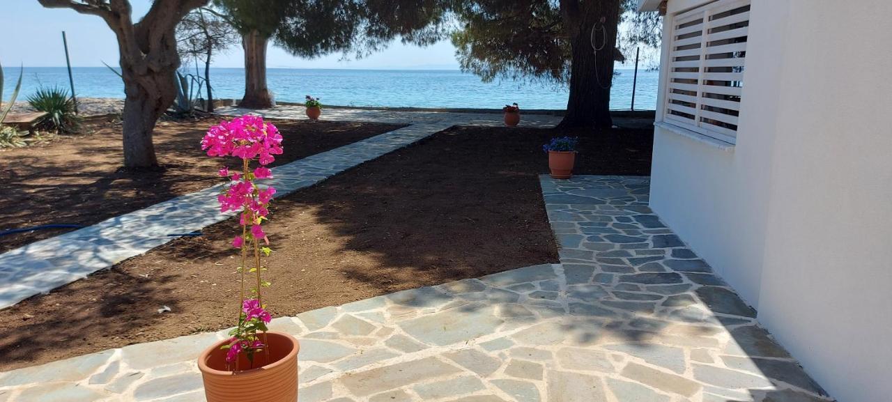 "Pine&Sea" Kastamoniti Beach Nikiti  Exteriör bild