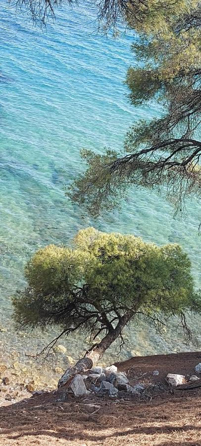 "Pine&Sea" Kastamoniti Beach Nikiti  Exteriör bild