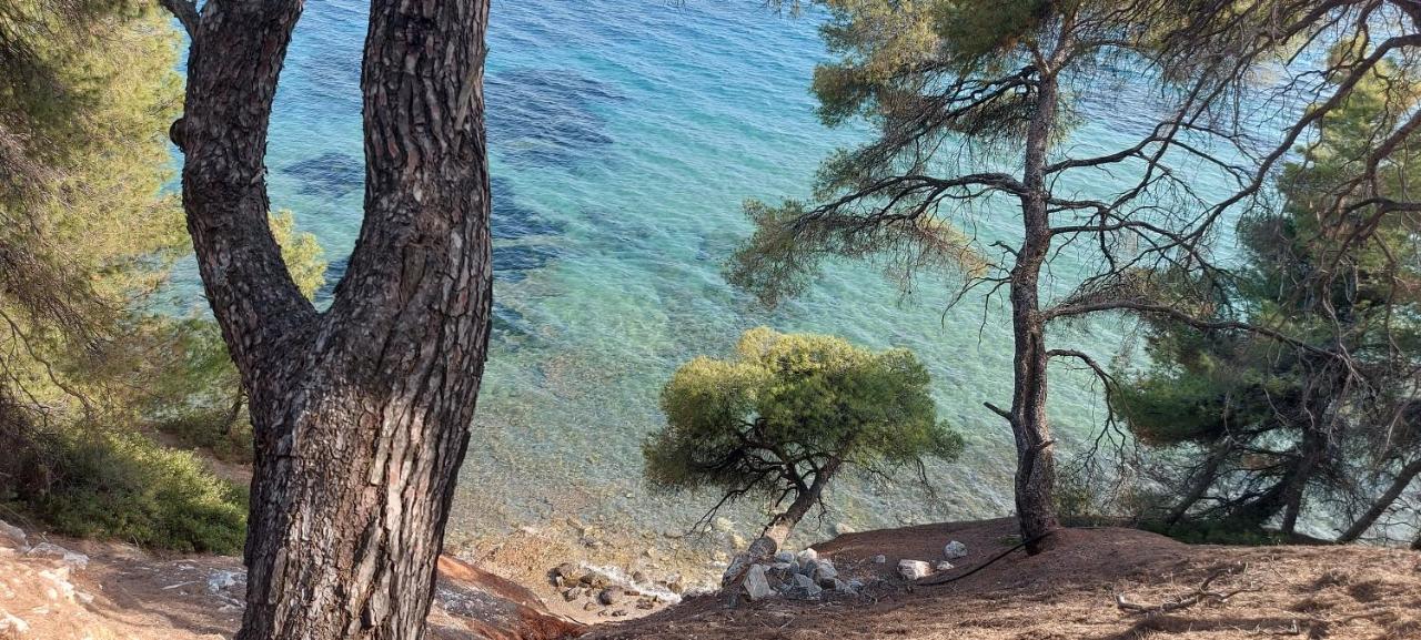 "Pine&Sea" Kastamoniti Beach Nikiti  Exteriör bild