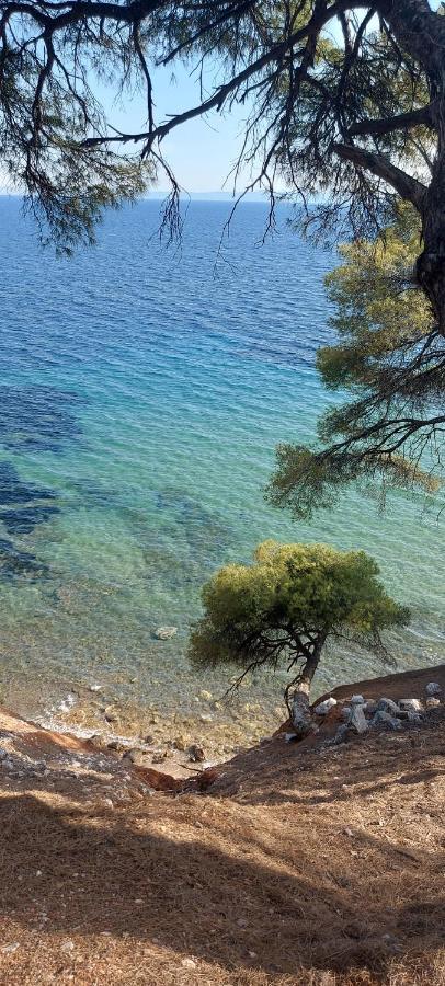 "Pine&Sea" Kastamoniti Beach Nikiti  Exteriör bild